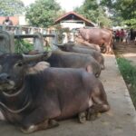 Kumpul Kebo Marak di Indonesia, Daerah Ini Paling Banyak